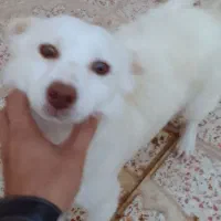 فروش یه جفت سگ پا کوتاه|سگ|اقبالیه, |دیوار