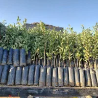 بهترین نهال های میوه و گردو ضمانت دار