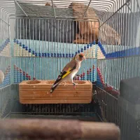 ماده سهره دورگ معاوضه