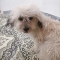 پامر.|سگ|قم, شاه ابراهیم|دیوار