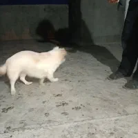 سگ ماده سفید