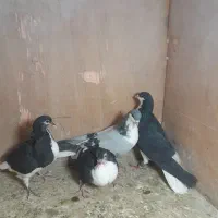 کبوتررنگی|پرنده|پاکدشت, پاکدشت (مامازند)|دیوار