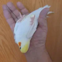 طوطی عروس و مرغ عشق سخنگو و رام دستی|پرنده|رشت, یخسازی|دیوار