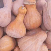 کدوی شیرین عسلی|خوردنی و آشامیدنی|کاشان, پامنار|دیوار