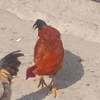 مرغ خروس