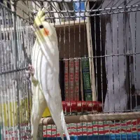 عروس هلندی لوتینو|پرنده|قم, پردیسان|دیوار