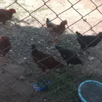 خروس و فریخ
