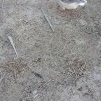 شادگان|حیوانات مزرعه|شادگان, |دیوار