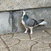 ابری|پرنده|اصفهان, لنبان|دیوار