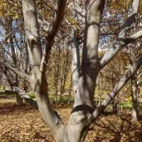 درخت گردو ۲۰ ساله