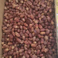 خرمای زاهدی(قصب)
