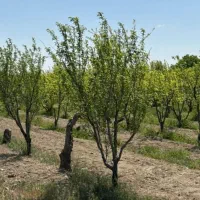 زمین ۴۵۰متری  با اب|فروش زمین و ملک کلنگی|تنکمان, |دیوار