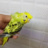 جوجه مرغ عشق  دستی و رام تازه دونخور