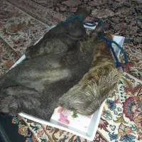 خیگ|گربه|یاسوج, |دیوار