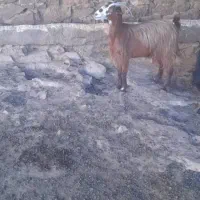 ۳تا بز آبستن برا فروش|حیوانات مزرعه|مسجد سلیمان, |دیوار