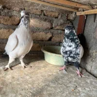 کفتر تهرانی پرشی