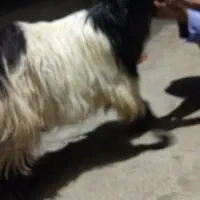 گوسفند تروشت