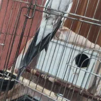 عروس هلندی|پرنده|تهران, تهرانپارس جنوبی|دیوار