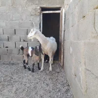 بز دورگ دوقلودار|حیوانات مزرعه|طبس, |دیوار