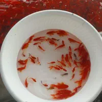 ماهی قرمز شب عید