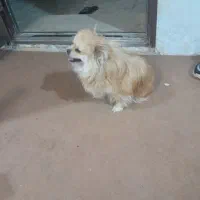 سگ‌ پامرانیان|سگ|سلفچگان, |دیوار