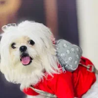 سگ پاکوتاه شیتزو عروسکی