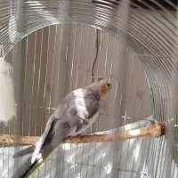 عروس هلندی‌