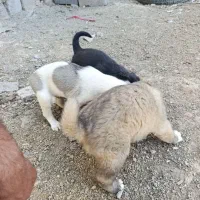 توله سگ. سرابی|سگ|اردبیل, |دیوار