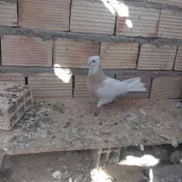 طوقی|پرنده|زابل, |دیوار