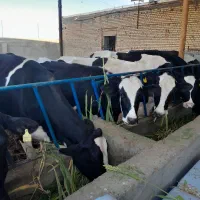 با سلام ۷ راس گاو شیری بفروش میرسد