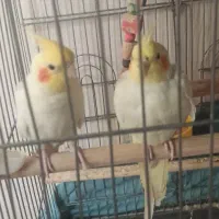 عروس هلندی سینامون لوتینو