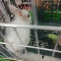 خرگوش تازه علف خوار شده از شیر مادر تغذیه شده|موش و خرگوش|مشهد, انقلاب|دیوار