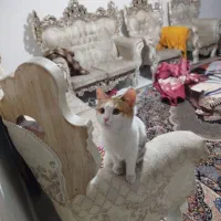 گربه خونگی|گربه|هشتگرد, هشتگرد قدیم|دیوار