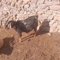 بز  چاق|حیوانات مزرعه|بیرجند, |دیوار