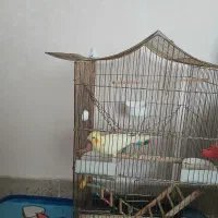 پرنده|پرنده|ملایر, |دیوار