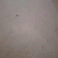 موکت