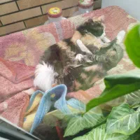 واگذاری گربه ی ماده