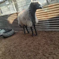 نژادشالبهتریننژاد|حیوانات مزرعه|سردرود, |دیوار