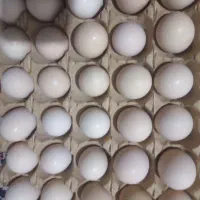 تخم مرغ