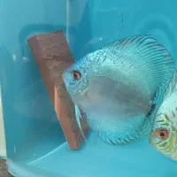 جفت دیسکس مولد|ماهی|اردبیل, |دیوار