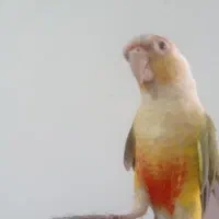 طوطی گرینچگ|پرنده|کرمانشاه, |دیوار