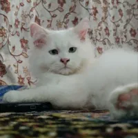 واگذاری گربه