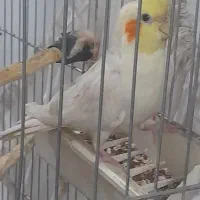 عروس هلندی گمشده