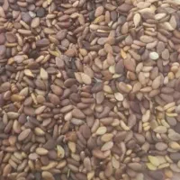 فروش کنجد بصورت تناژ