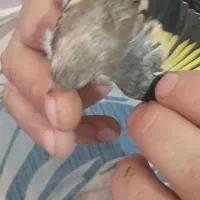 سهره درشت کورپه