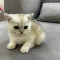 بریتیش سیلور گلد