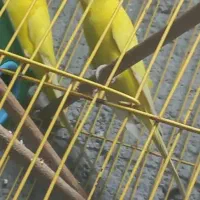 مرغ عشق|پرنده|شادگان, |دیوار