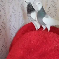 طوقی|پرنده|دینور, |دیوار