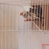 فنج نرگسی جفت|پرنده|مشهد, بهاران|دیوار