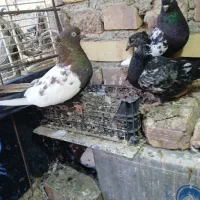 دوجفت پرشی جفت کله ای جفت سینه ای|پرنده|زابل, |دیوار